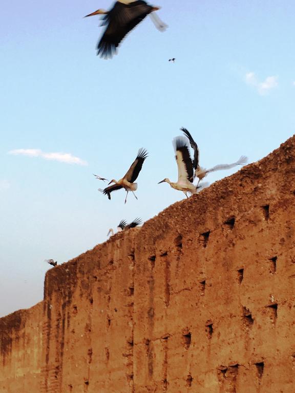 Riad Carina Marakeş Dış mekan fotoğraf
